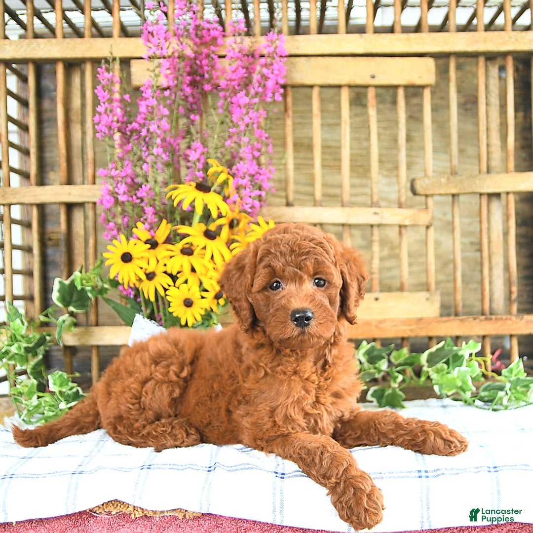 Mini Goldendoodle dogs for sale: Khloe - Image 1