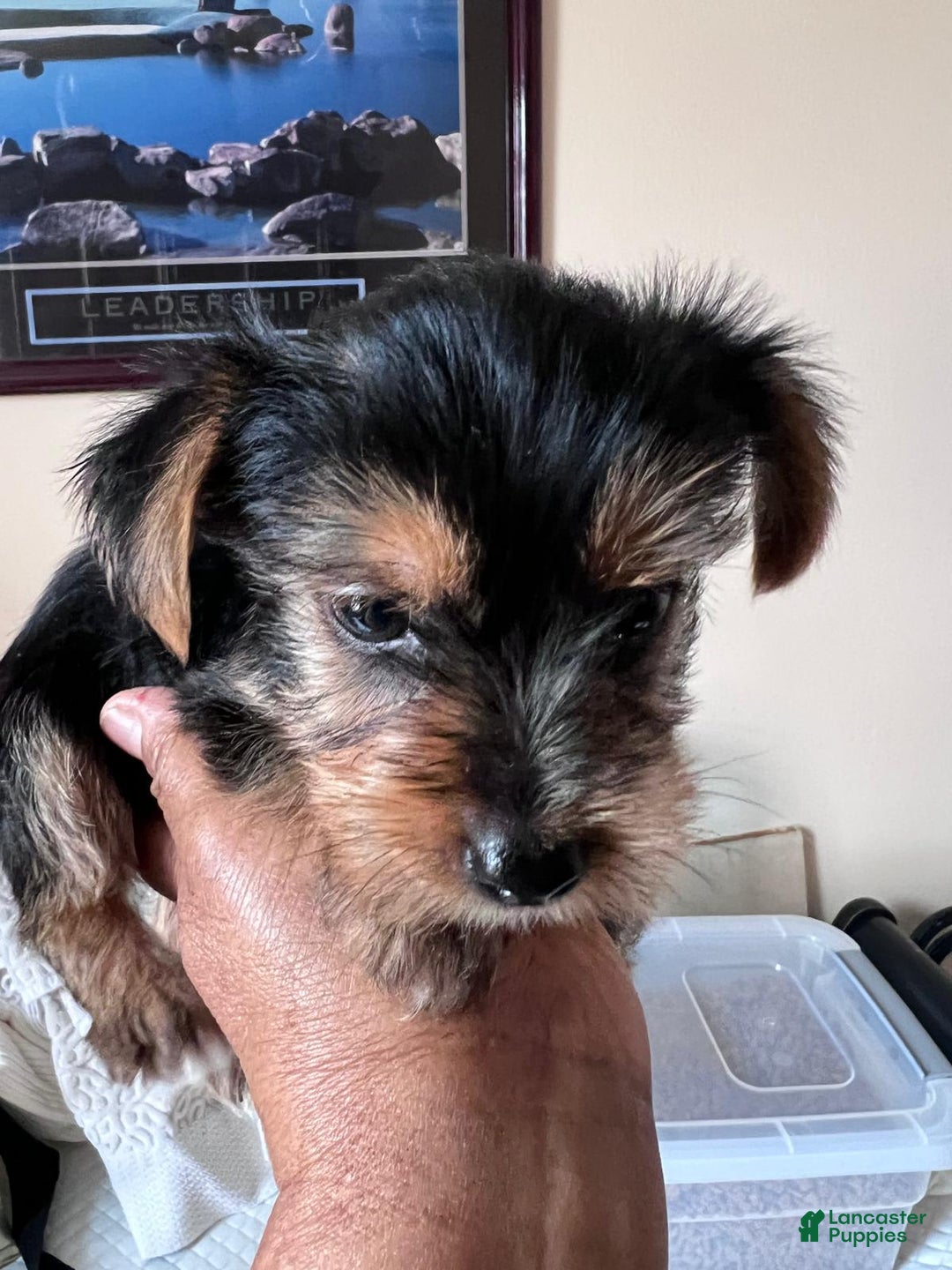 Yorkshire Terrier dogs for sale: Milo - Image 1