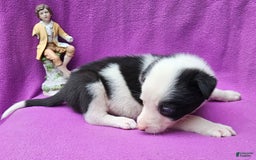 Border Collie dogs for sale: Justi - Image 15