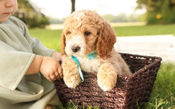 Mini Goldendoodle dogs for sale: Rio - Image 5