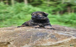 German Shepherd dogs for sale: Karma - Image 7