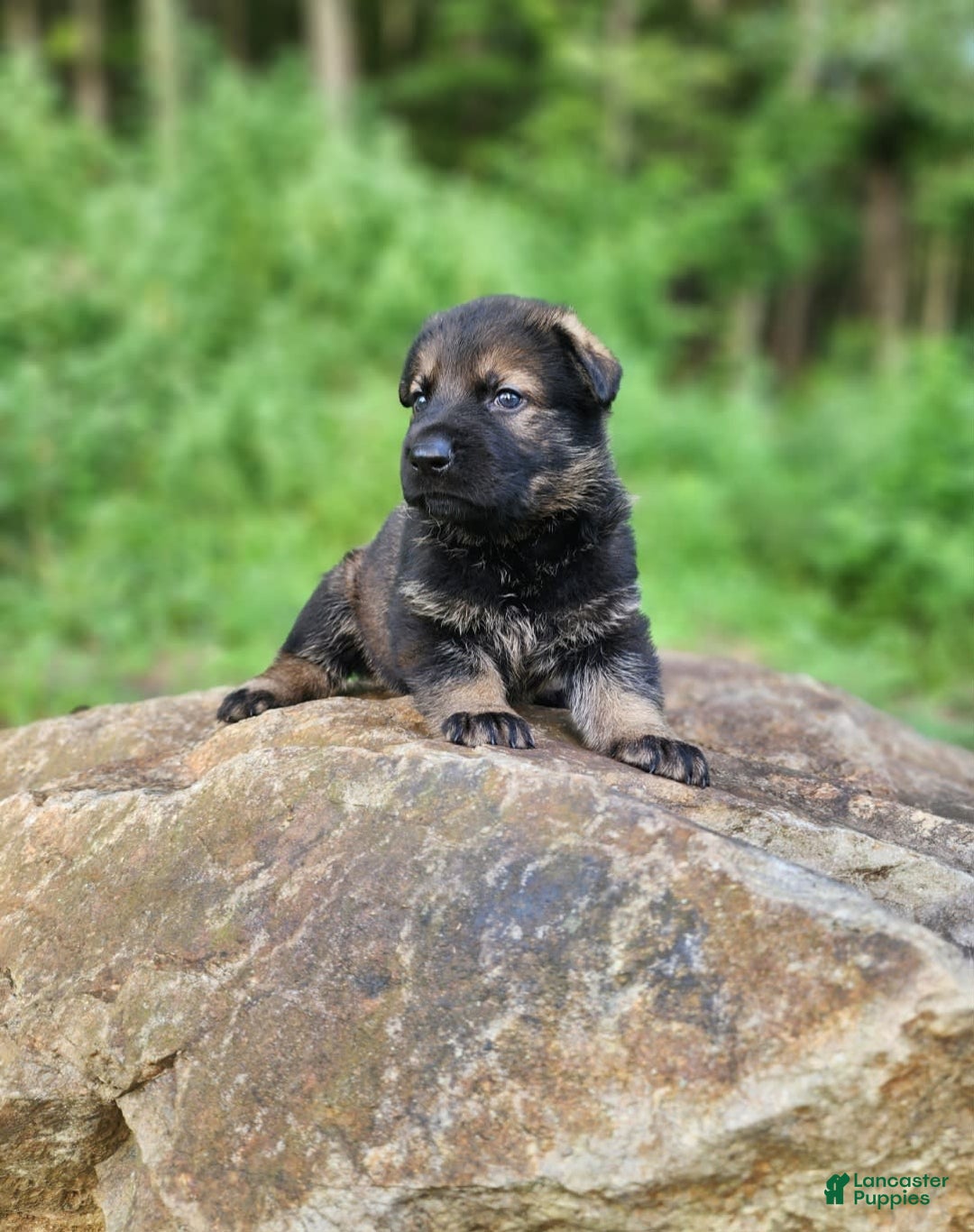 German Shepherd dogs for sale: Karma - Image 7