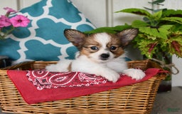 Papillon dogs for sale: Scout - Image 2