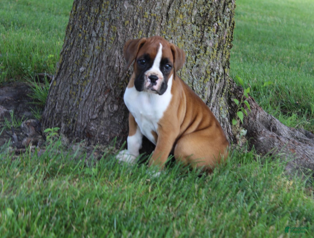Boxer dogs for sale: Eden - Image 1