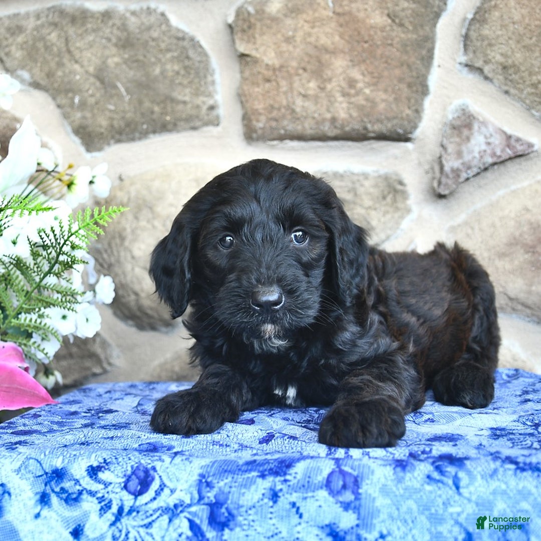 Goldendoodle dogs for sale: Summer - Image 5