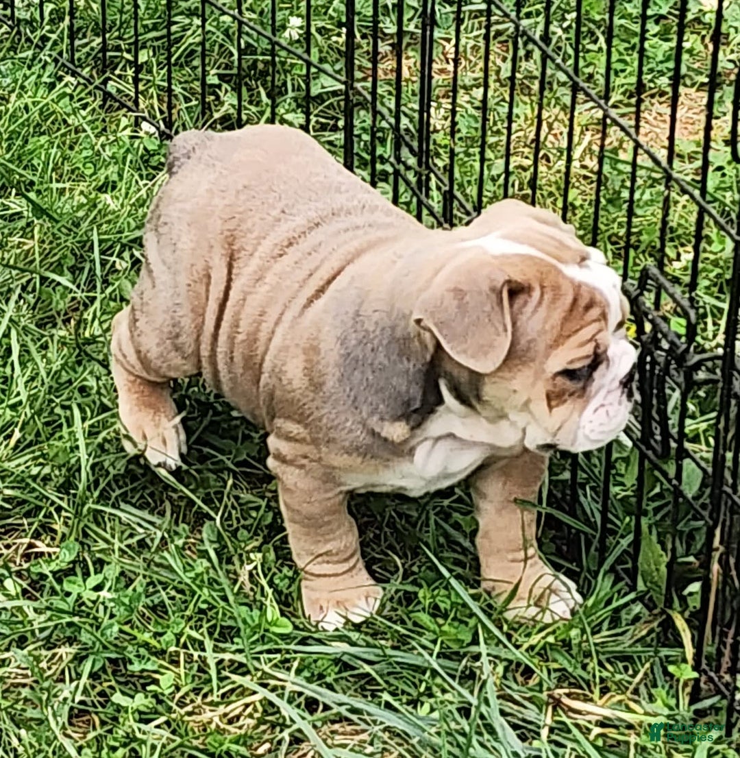 English Bulldog dogs for sale: Crushed Velvet - Image 12