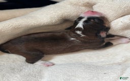 Bernedoodle dogs for sale: Tri Color Girl - Image 1