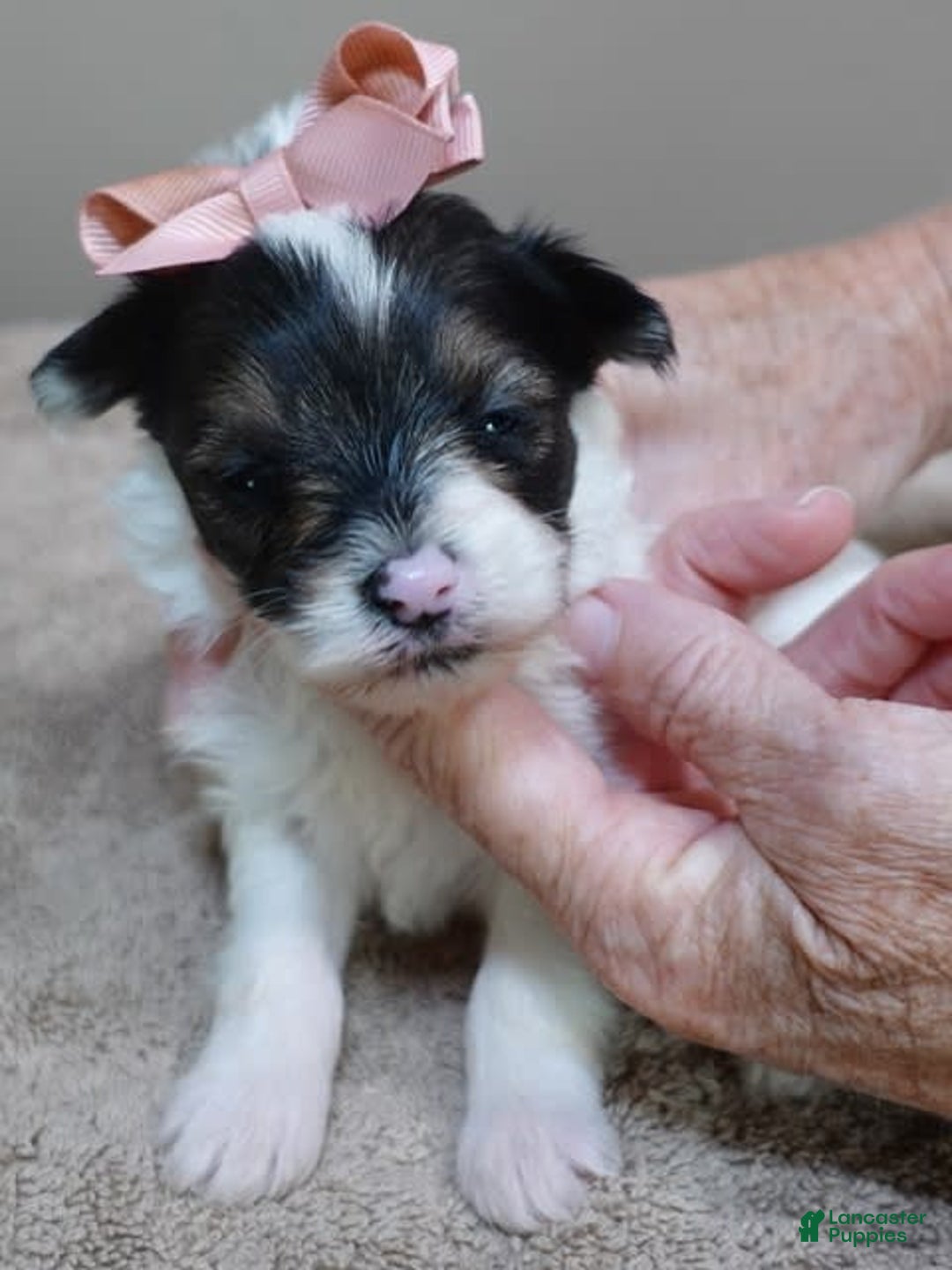Yorkshire Terrier dogs for sale: Pappy Parti Girl - Image 17