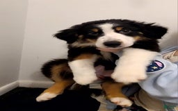Australian Shepherd dogs for sale: Riley Fully Vaccinated - Image 11