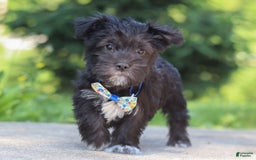 Morkie dogs for sale: Cooper - Image 6