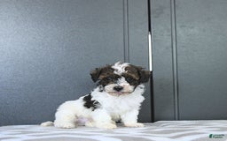 Miniature Poodle dogs for sale: Tucker Extra Small - Image 10