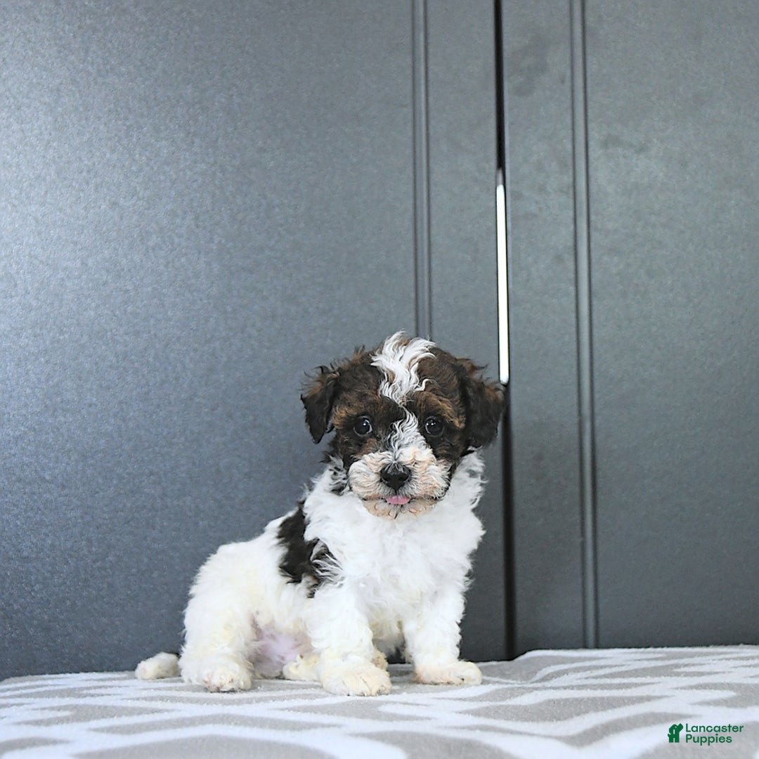 Miniature Poodle dogs for sale: Tucker Extra Small - Image 10