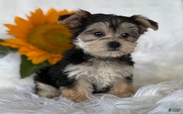 Morkie dogs for sale: Lillian - Image 7