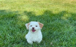 Lhasa Apso dogs for sale: Honey - Image 14