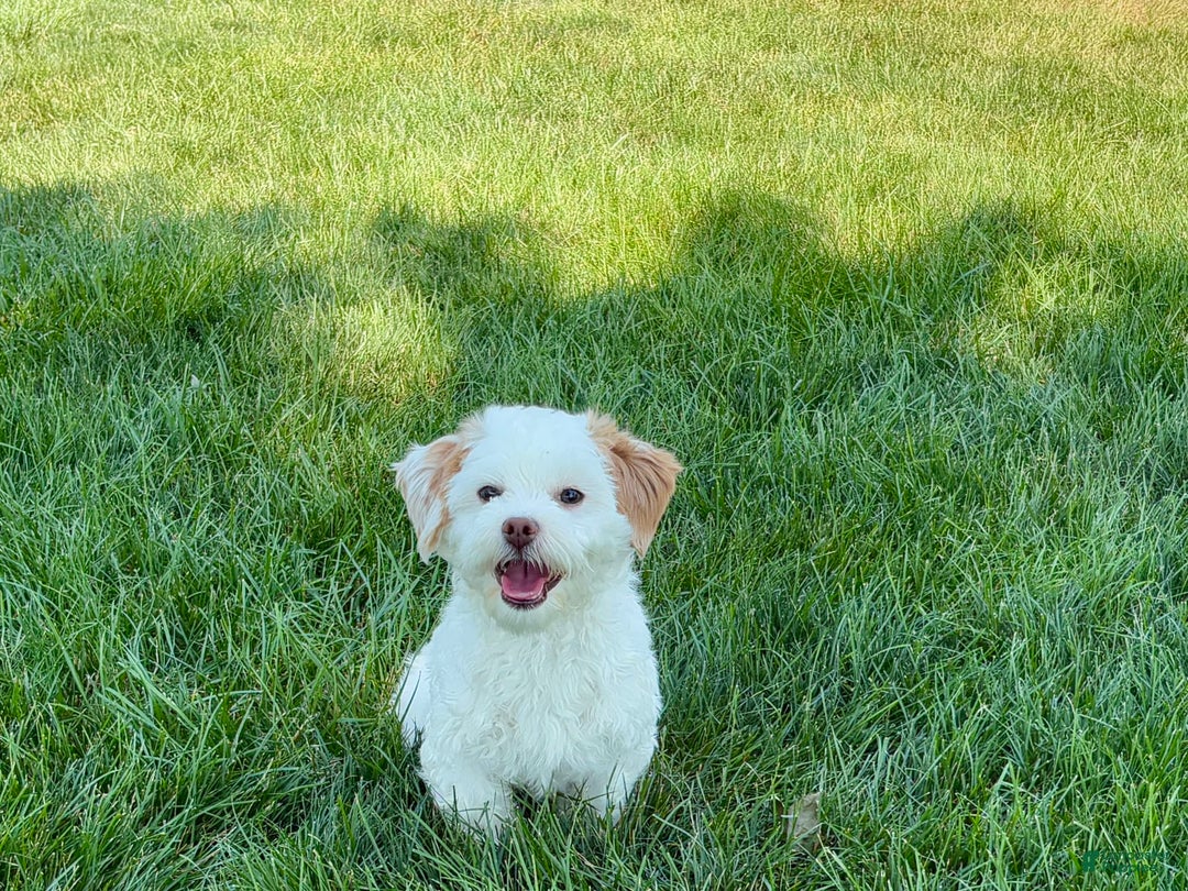 Lhasa Apso dogs for sale: Honey - Image 14