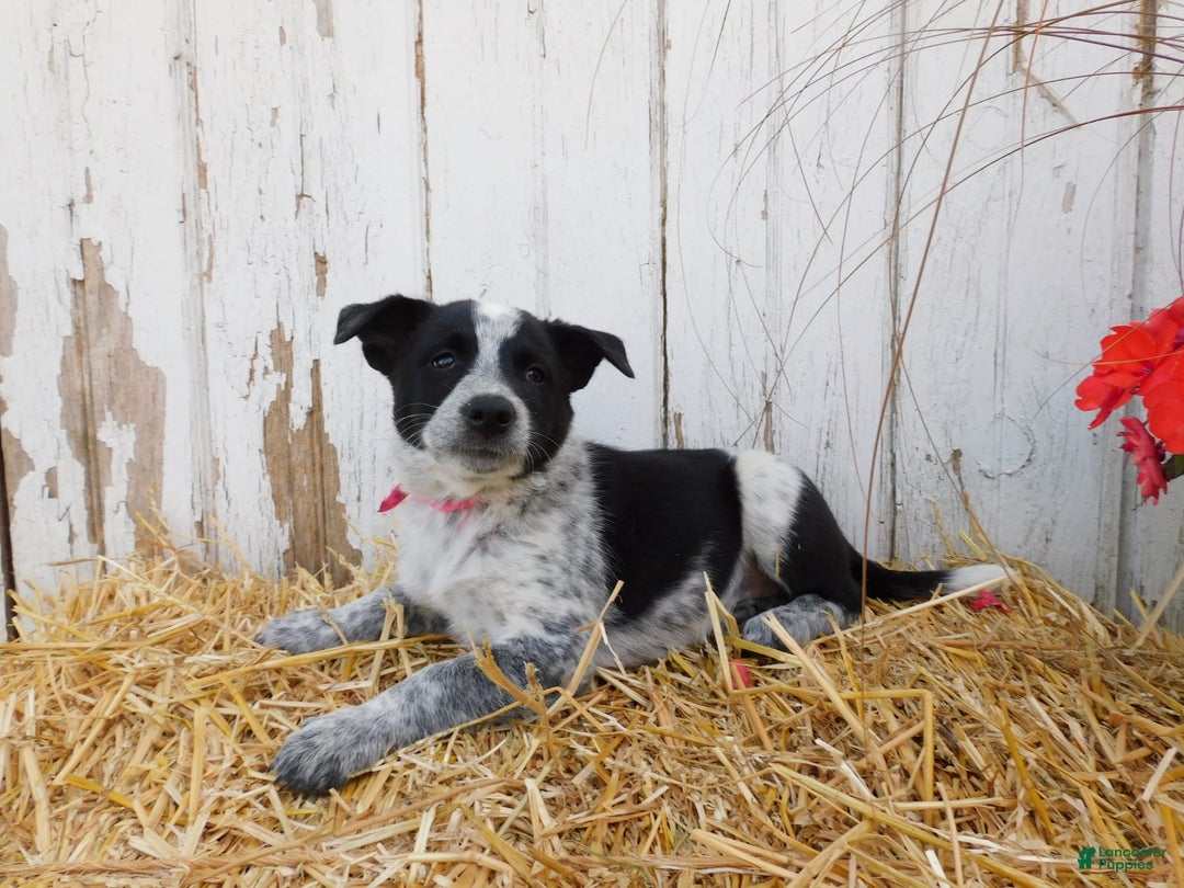 Australian Cattle Dog dogs for sale: Pansey - Image 5