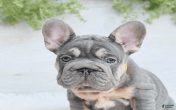 French Bulldog dogs for sale: Riot - Image 3