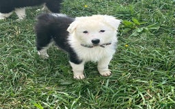 Australian Shepherd dogs for sale: Sugar - Image 15