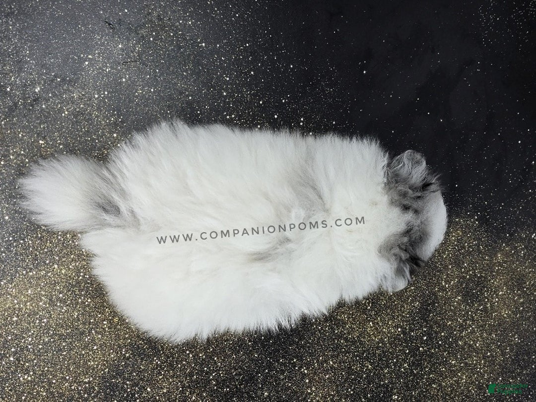 Pomeranian dogs for sale: Blue Eye - Blue Merle - Extreme Parti - Listing for pets: Blue Eye - Blue Merle - Extreme Parti - Image 2