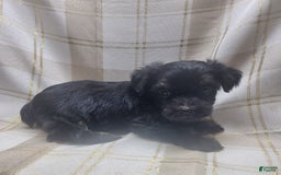 Yorkshire Terrier dogs for sale: Ernie - Image 1
