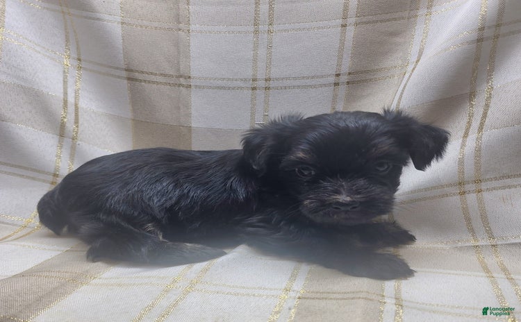 Yorkshire Terrier dogs for sale - Ad 5