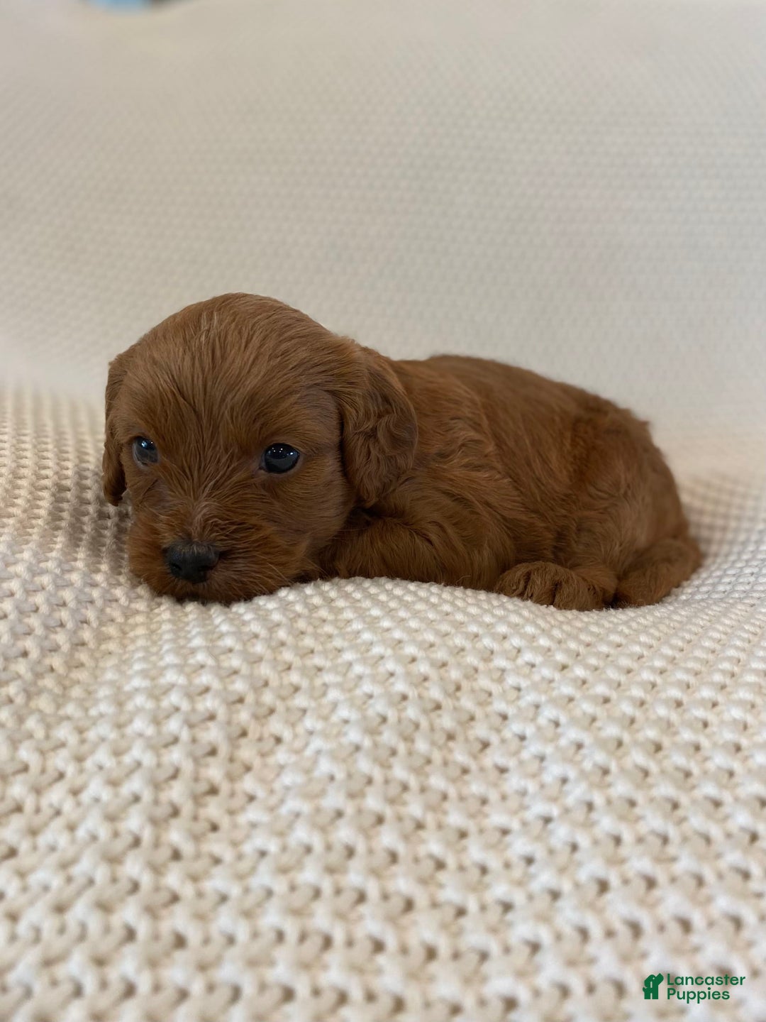 Cavapoo dogs for sale: Moose - Image 15