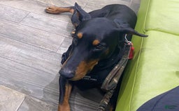 Doberman Pinscher dogs for sale: Bean - Image 5