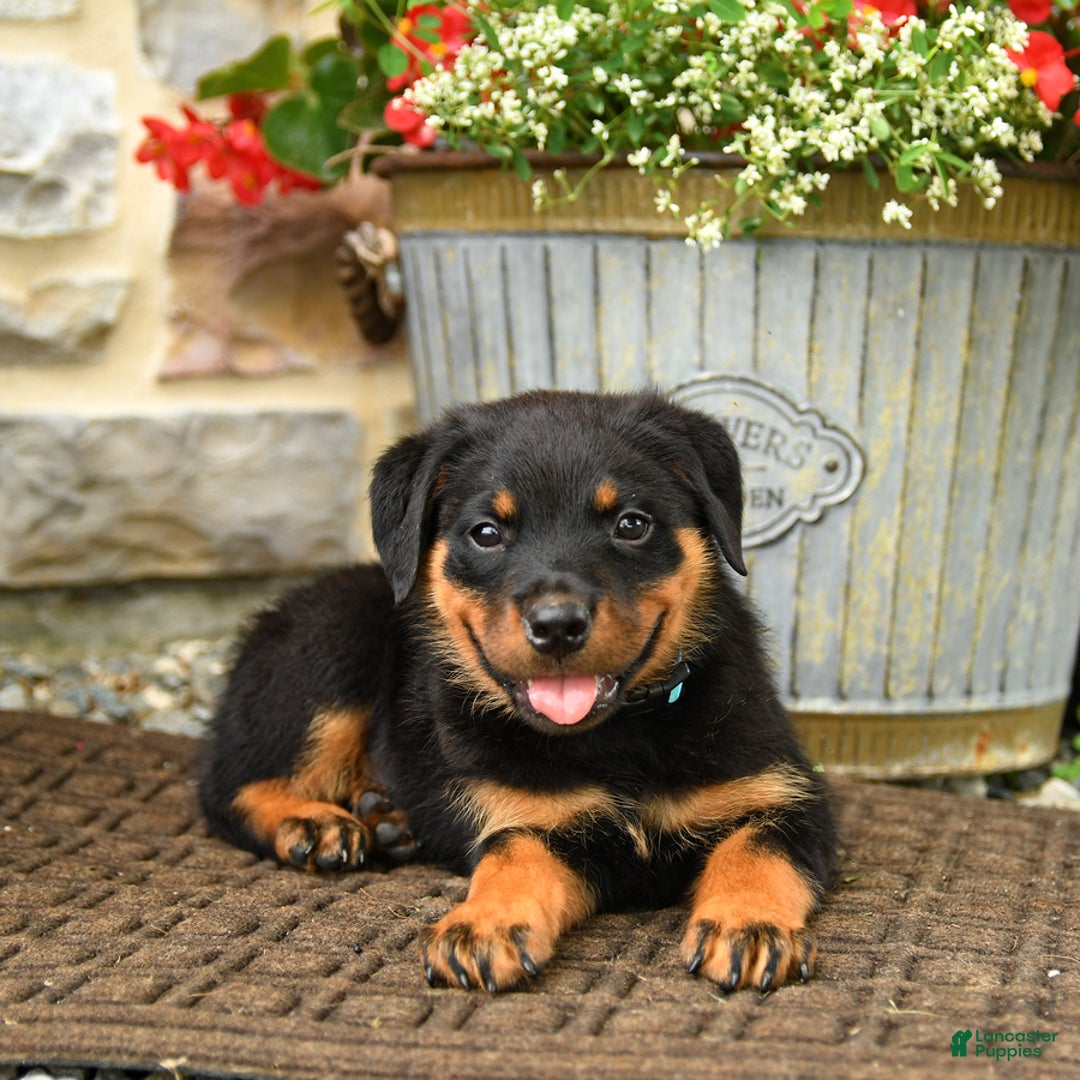 Rottweiler dogs for sale: Rottweiler 8 puppies - Image 11