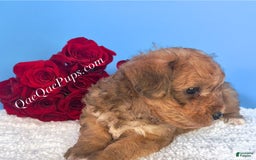 Standard Poodle dogs for sale: Yorkie-poo Pups - Image 3