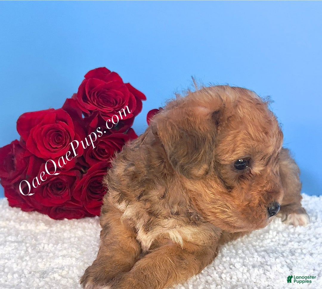 Standard Poodle dogs for sale: Yorkie-poo Pups - Image 3