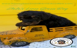 Mini Bernedoodle dogs for sale: Aelas Lime Green Boy - Image 22