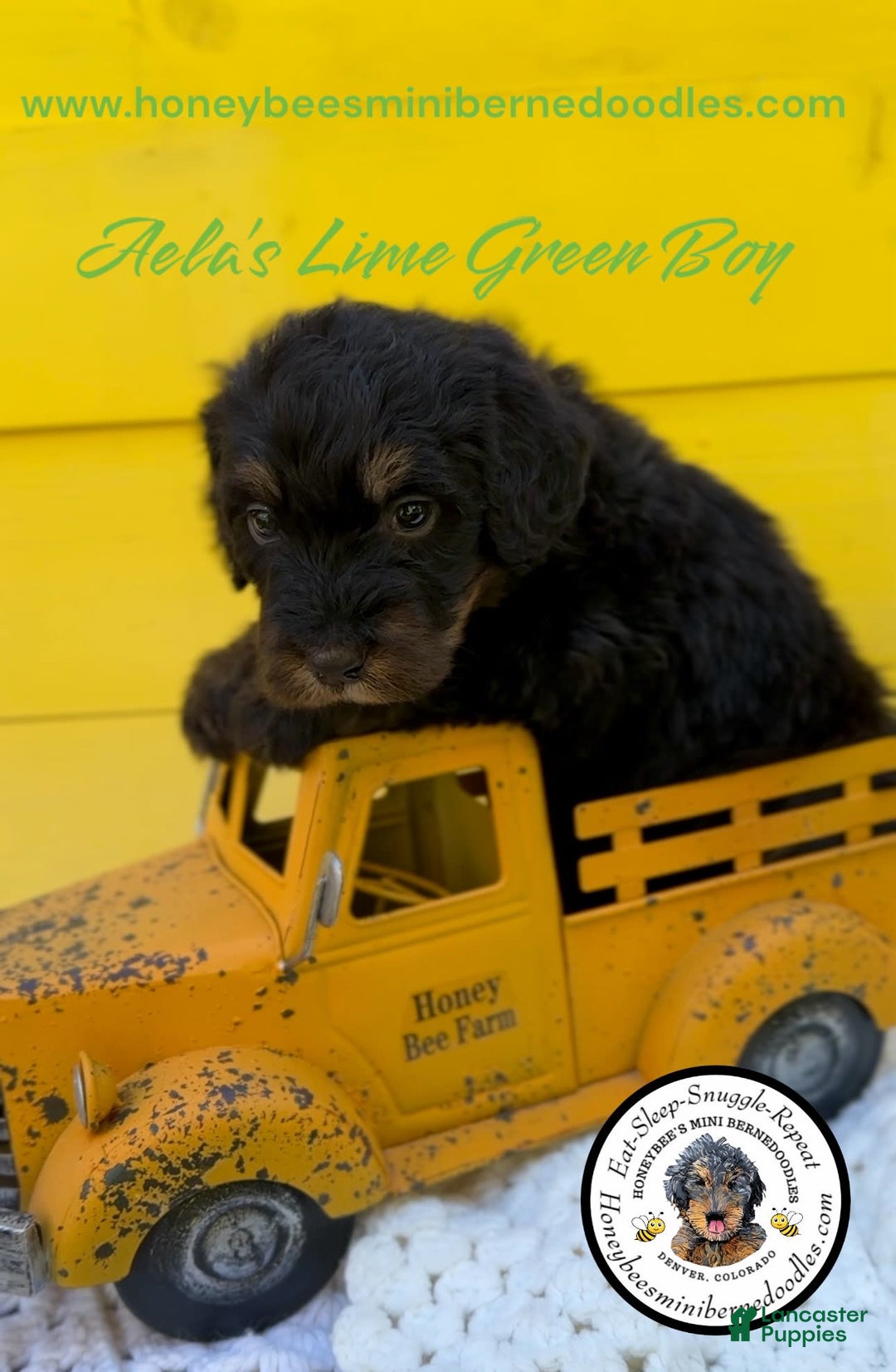 Mini Bernedoodle dogs for sale: Aelas Lime Green Boy - Image 22