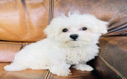 Maltese dogs for sale: Beau - Image 19