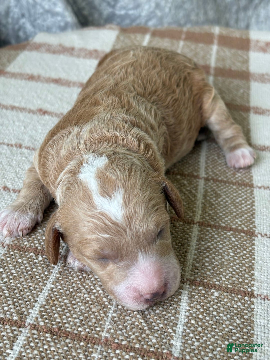 Miniature Poodle dogs for sale: Milo - Image 3