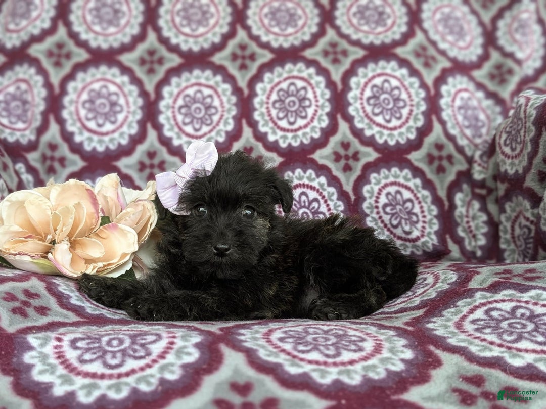 Morkie dogs for sale: Zia Hypoallergenic - Image 6