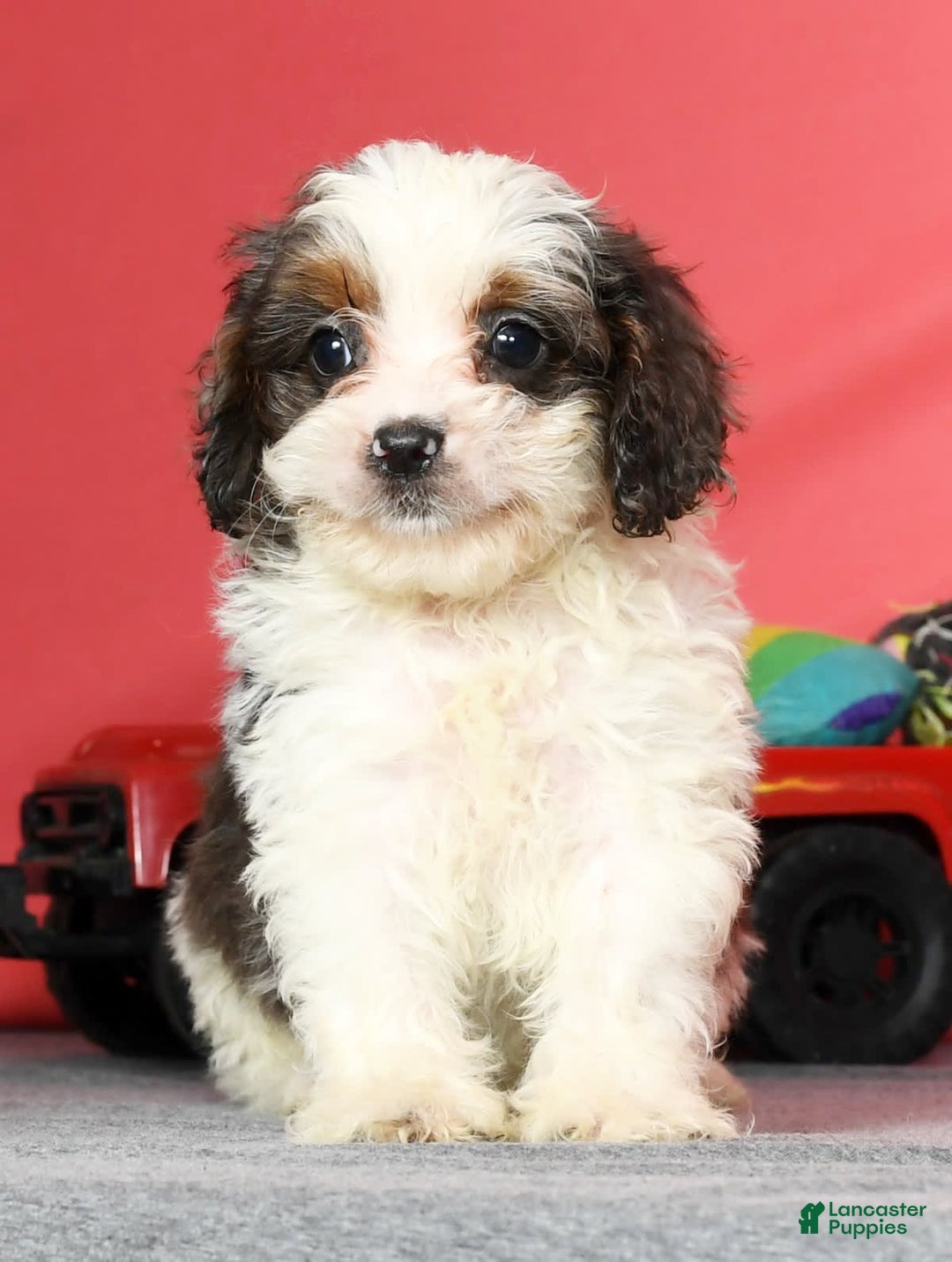 Cavapoo dogs for sale: Lincoln - Image 9