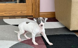 Italian Greyhound dogs for sale: Charity - Image 8