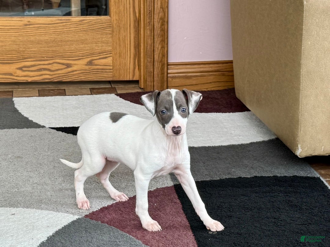 Italian Greyhound dogs for sale: Charity - Image 8