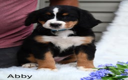 Bernese Mountain Dog dogs for sale: Abby - Image 5