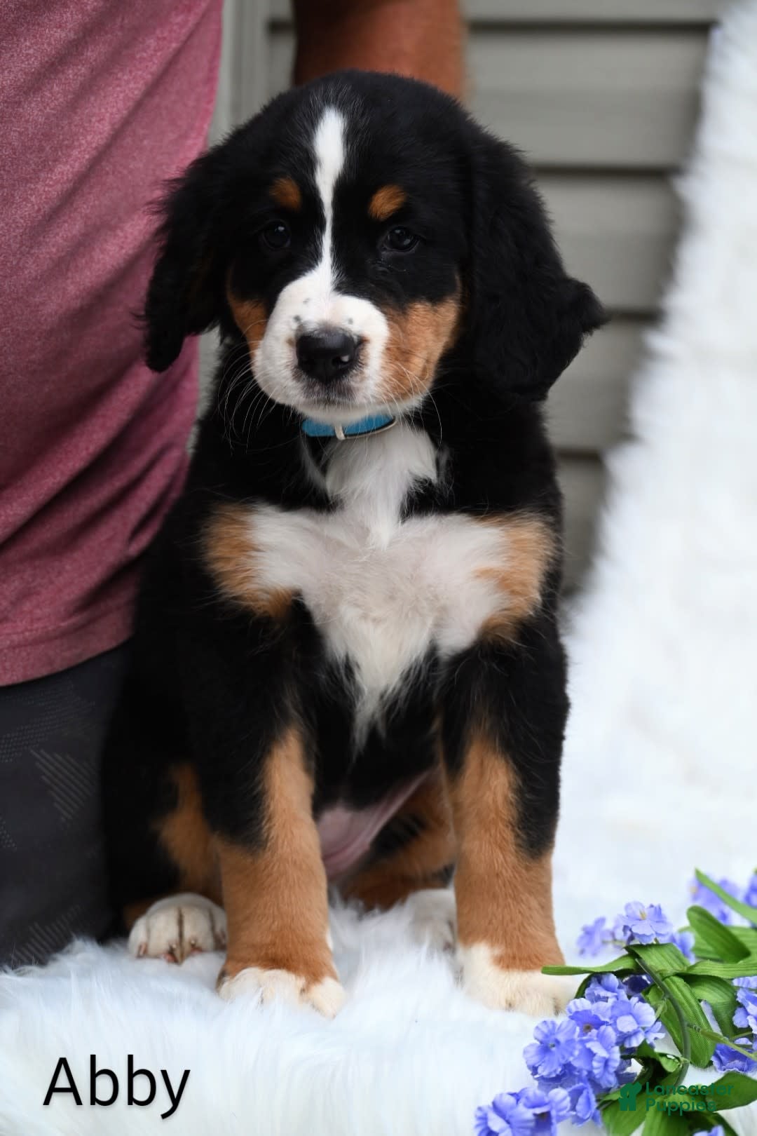 Bernese Mountain Dog dogs for sale: Abby - Image 5