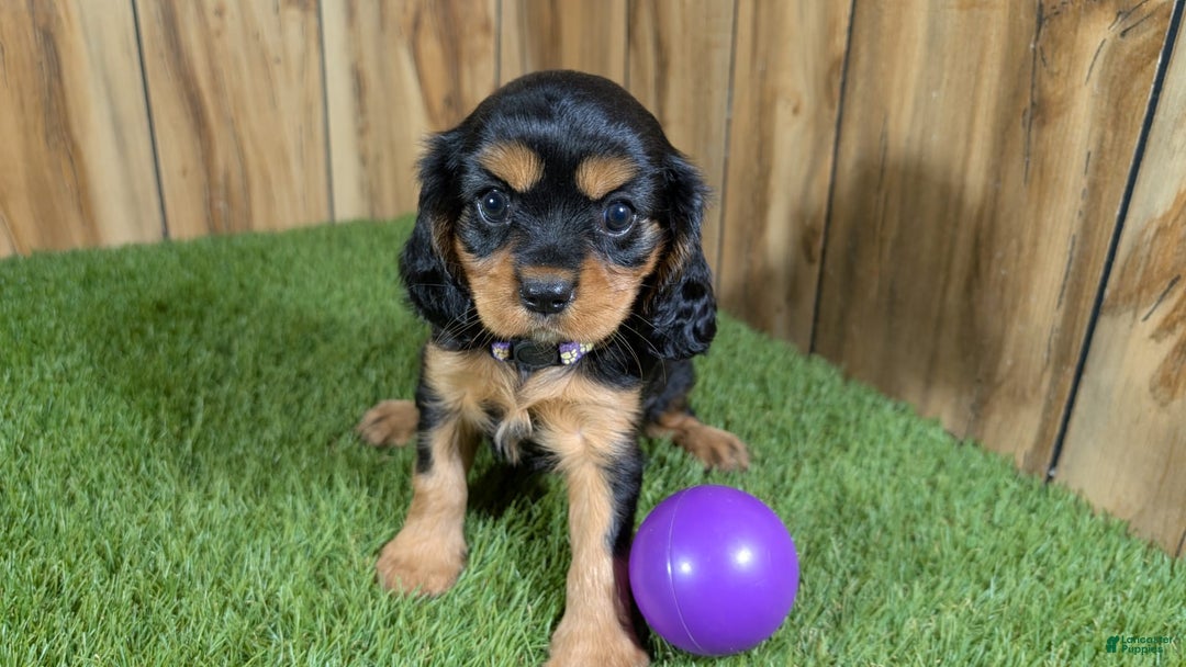 Cavalier King Charles Spaniel dogs for sale: Brin Girl 2 - Image 7