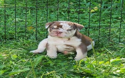 English Bulldog dogs for sale: Rocky - Image 19