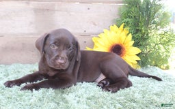 Labrador Retriever dogs for sale: Brownie - Image 4