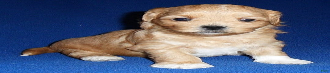 Peanut