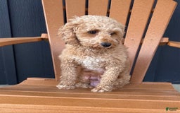 Cavapoo dogs for sale: Pixie - Image 5