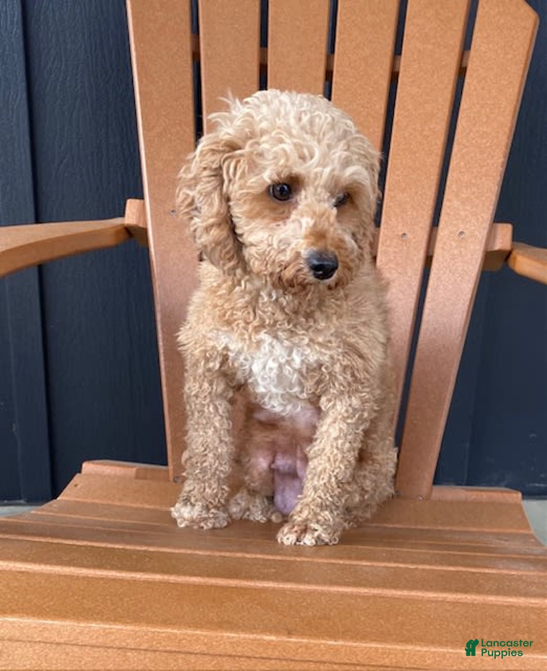 Cavapoo dogs for sale: Pixie - Image 5