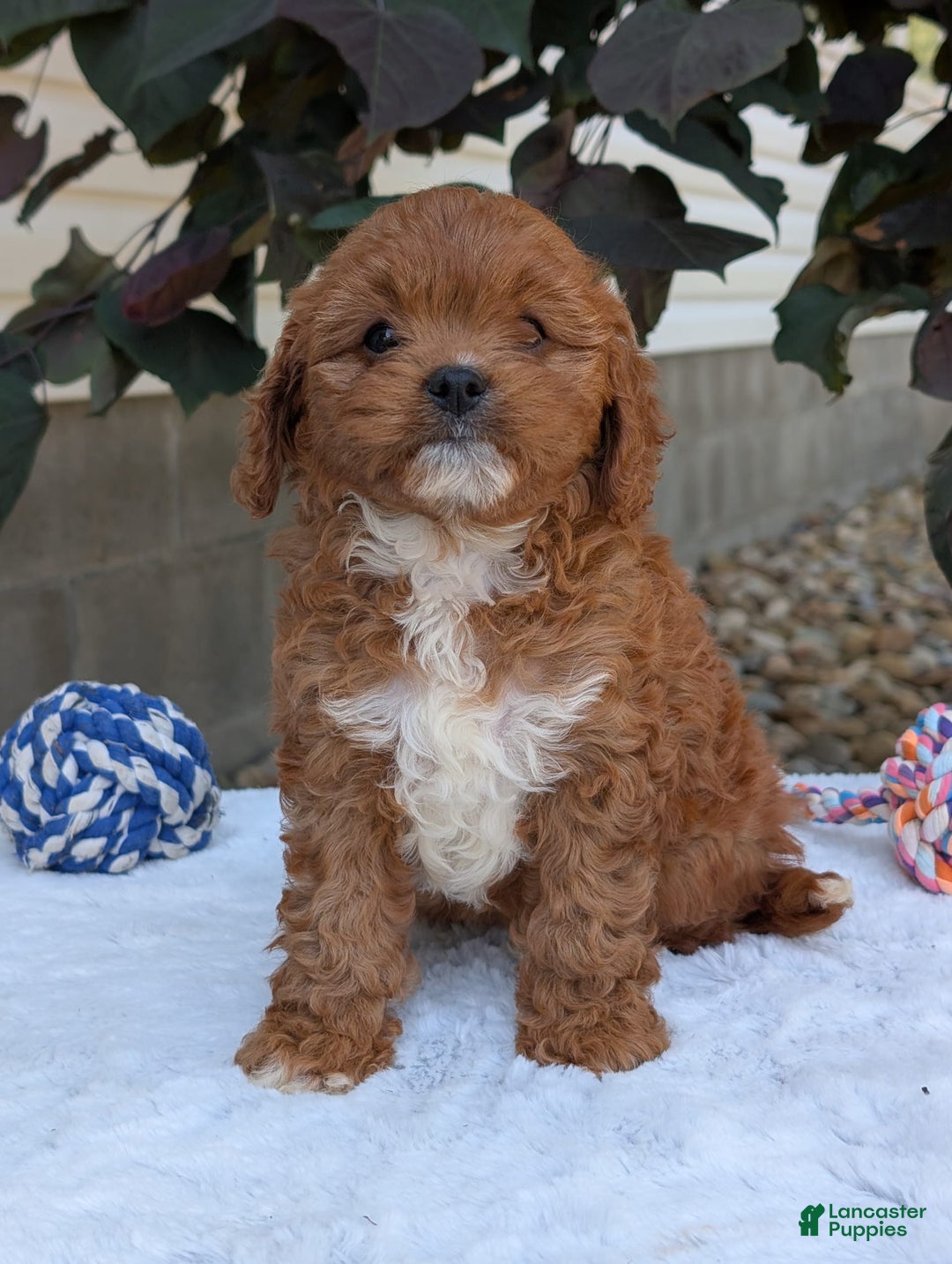 Cavapoo dogs for sale: Sara - Image 3