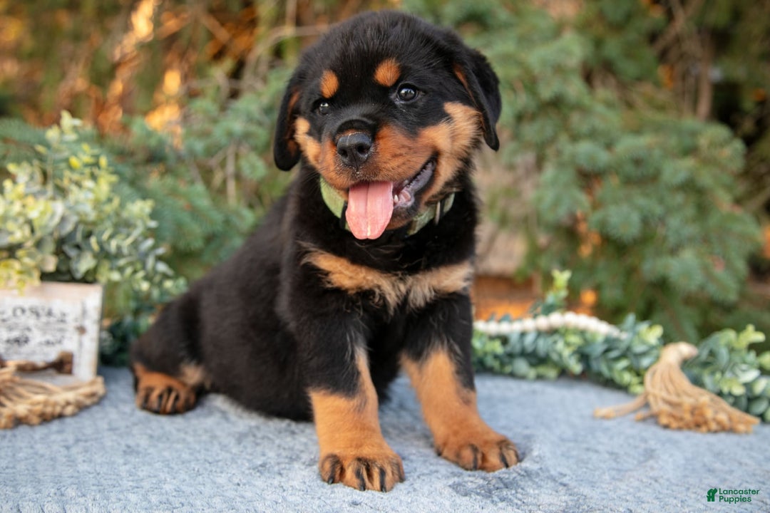 Rottweiler dogs for sale: Kermit - Image 2