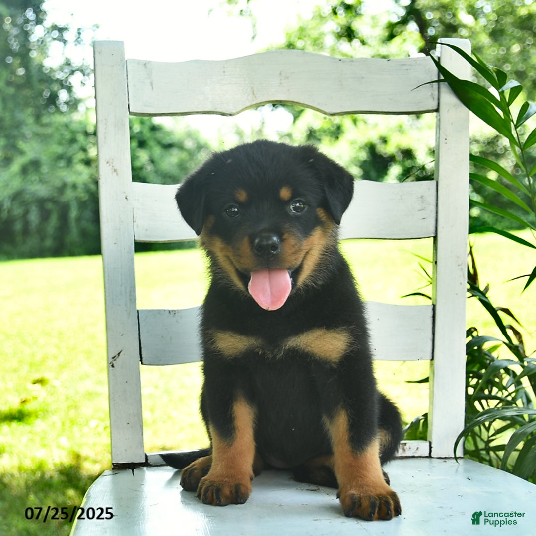 Rottweiler dogs for sale: Rosie - Image 1