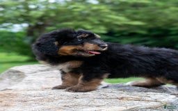 Bernedoodle dogs for sale: Cinnamon - Image 2